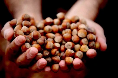D&uuml;zce&rsquo;den AB &uuml;lkelerine 5 bin 973 ton fındık ihra&ccedil; edildi
