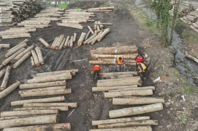 D&uuml;zce&rsquo;den bin 909 ton orman &uuml;r&uuml;n&uuml; ihra&ccedil; edildi
