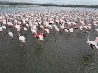 Eber G&ouml;l&uuml;&rsquo;nde g&ouml;rsel ş&ouml;len: Flamingolar renkli g&ouml;r&uuml;nt&uuml;ler oluşturdu
