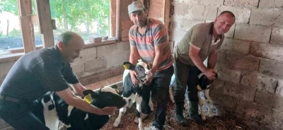 Edirne&rsquo;de besicinin &uuml;&ccedil;&uuml;z buzağı sevinci
