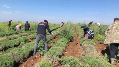 Edirne&rsquo;de verimsiz araziler lavanta tarlasına d&ouml;n&uuml;şt&uuml;
