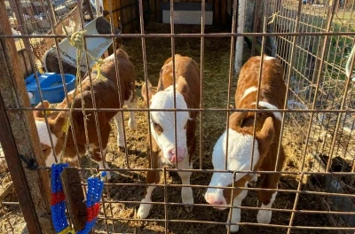 Edirne&rsquo;nin Orhaniye k&ouml;y&uuml;nde &uuml;&ccedil;&uuml;z buzağı d&uuml;nyaya geldi
