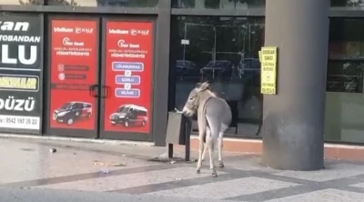 Edirne Otogarı’nda ilginç anlar: Başıboş eşek dubayı çaldı
