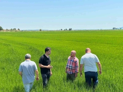 Edirne Ovası yeşile büründü: Çeltikte rekor beklentisi
