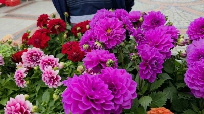 Edirne Sara&ccedil;hane Caddesi&rsquo;nde fesleğen kokusu

