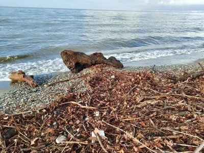 Edremit’te şiddetli lodos, sahili ağaç dalları ve yosunla doldurdu

