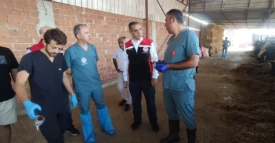 Efeler’de şap aşılaması devam ediyor
