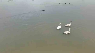 Efteni G&ouml;l&uuml; kuğuları misafir etti
