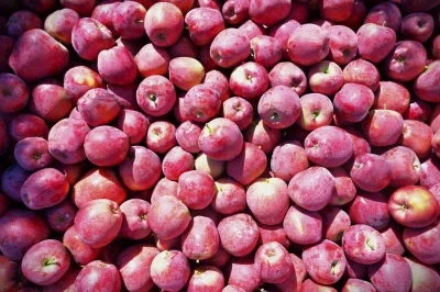 Ege’nin elma deposu Denizli’de üreticinin yüzü gülüyor
