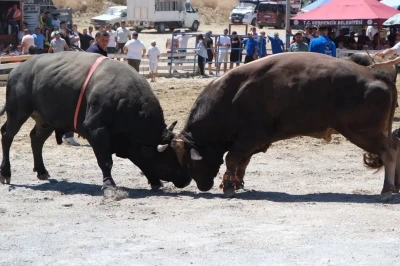 Ege&rsquo;nin pehlivan boğaları Germencik&rsquo;te arenaya &ccedil;ıktı
