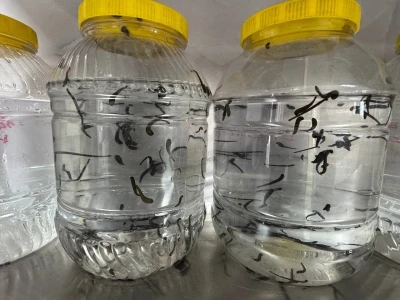 Eğirdir&rsquo;de yılda 20 bin tıbbi s&uuml;l&uuml;k kontroll&uuml; ortamda &uuml;retiliyor
