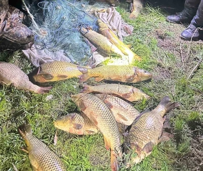 Eğirdir G&ouml;l&uuml;&rsquo;nde ka&ccedil;ak avcılara su&ccedil;&uuml;st&uuml;: 100 kilo sazan yeniden g&ouml;le bırakıldı
