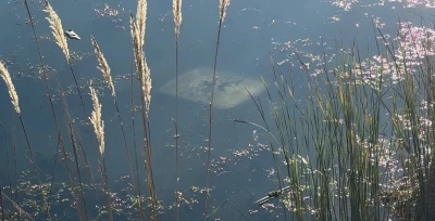 Ehliyetsiz sürücü araçla gölete düştü
