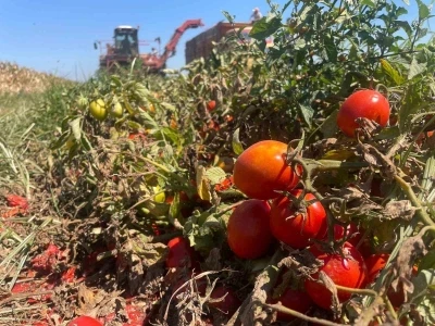 Ekim alanı daralan domateste fiyatlar çiftçi lehine 3’e katladı
