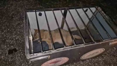 Ekipler gelene kadar çarptıkları tilkinin başından ayrılmadılar
