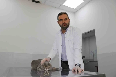 Ekmek kavgası bitti, kedi ve köpekler dost oldu
