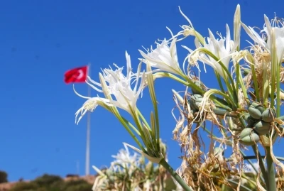 EKODOSD Başkanı Sürücü uyardı: &quot;Kum zambakları yok olma tehlikesiyle karşı karşıya&quot;
