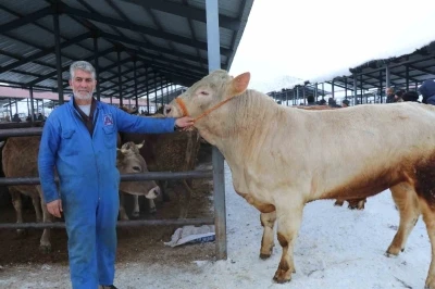 Eksi 15&rsquo;de hayvan pazarı kuruldu
