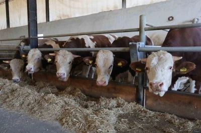 Elazığ Bölge Veterinerler Odası Başkanı Bulut: &quot;Şap hastası olan hayvanın kesilmesinde bir sakınca yoktur&quot;
