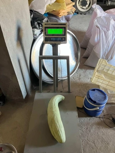 Elazığ’da 4,5 kiloluk dev acur hayrete düşürdü
