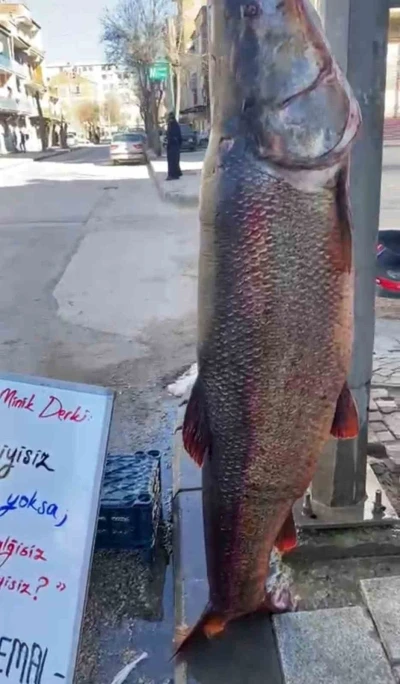 Elazığ&rsquo;da 97 kilogram turna balığı yakalandı
