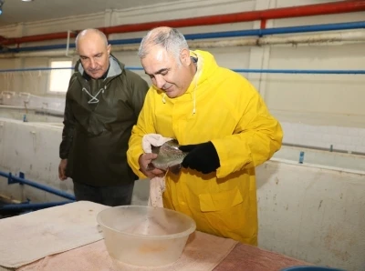 Elazığ’da alabalık sağım çalışmaları sürüyor
