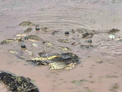 Elazığ&rsquo;da av yasağı denetimi: 3 bin 90 metre ağ ele ge&ccedil;irildi
