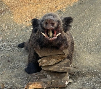 Elazığ’da avcılar 200 kiloluk domuz avladı
