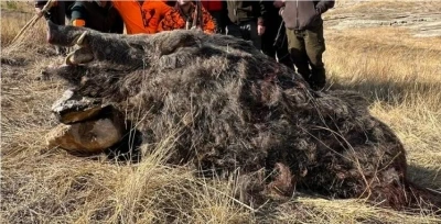 Elazığ’da avcılar 250 kiloluk domuz avladı
