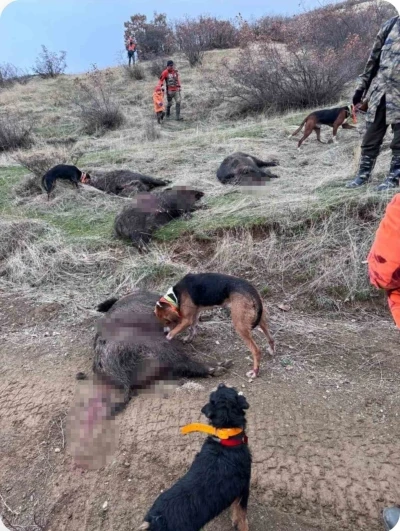 Elazığ’da avcılar sürü halinde domuz avladı
