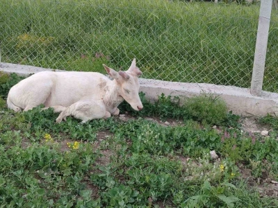 Elazığ&rsquo;da beyaz ala geyik bu kez koyun s&uuml;r&uuml;s&uuml;nde g&ouml;r&uuml;ld&uuml;
