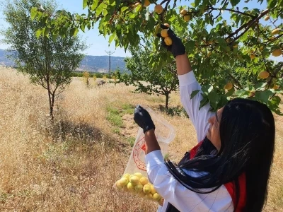 Elazığ&rsquo;da bitkisel &uuml;retim alanlarında pestisit kalıntısı denetimleri

