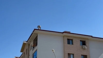 Elazığ’da çatıda tehlikeli çalışma
