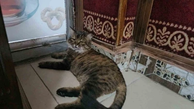 Elazığ’da çay ocağını 4 yıldır mesken tutan ’Bıdık’,  mahallenin maskotu oldu
