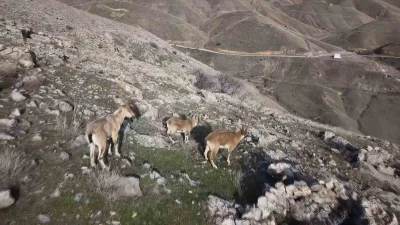 Elazığ&rsquo;da dağ ke&ccedil;ileri dron ile g&ouml;r&uuml;nt&uuml;lendi
