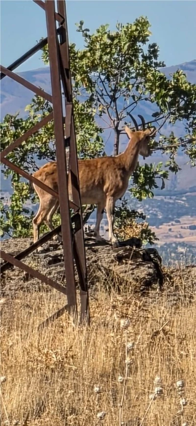 Elazığ’da dağ keçileri görüntülendi
