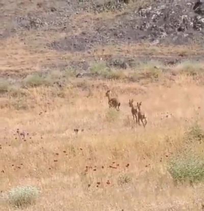 Elazığ’da dağ keçileri piknik alanlarına indi
