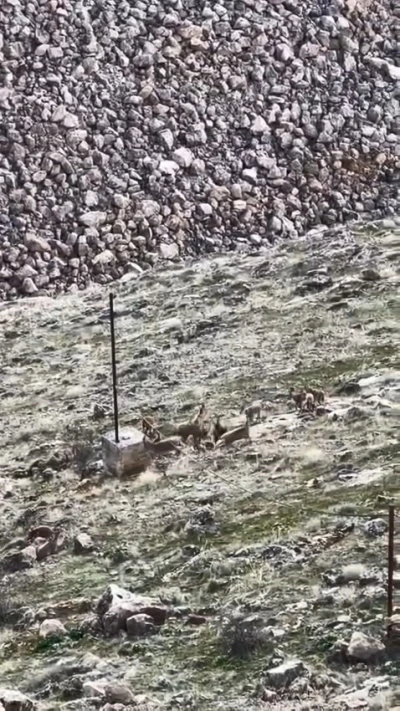 Elazığ&rsquo;da dağ ke&ccedil;ileri s&uuml;r&uuml; halinde g&ouml;r&uuml;ld&uuml;
