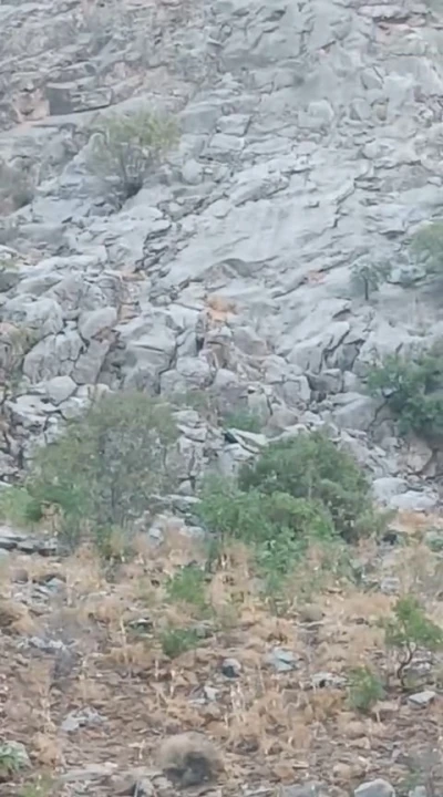 Elazığ’da dağ keçileri sürü halinde görüldü
