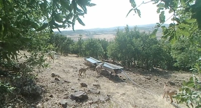 Elazığ’da dağ keçilerinin sıvatlardan su içmesi fotokapanlara yansıdı
