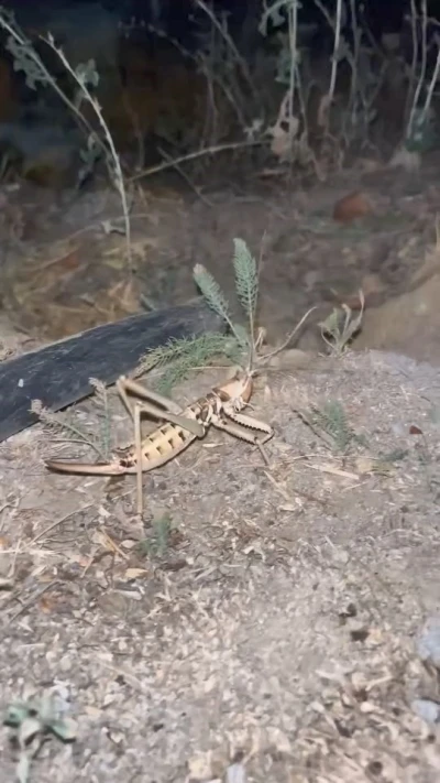 Elazığ’da dev etçil çekirge görüldü

