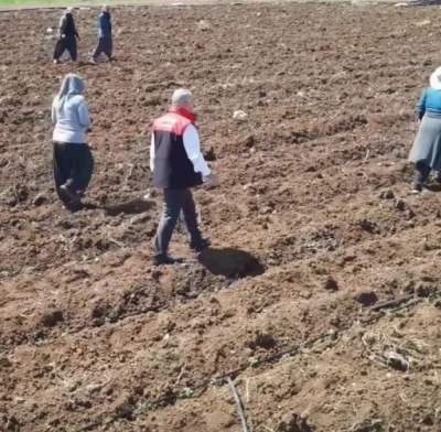 Elazığ&rsquo;da domates &uuml;retiminde yeni sezon  başladı
