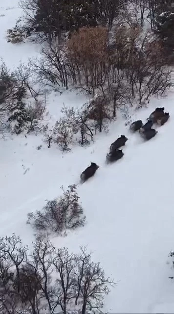 Elazığ&rsquo;da domuz s&uuml;r&uuml;s&uuml; dron ile g&ouml;r&uuml;nt&uuml;lendi
