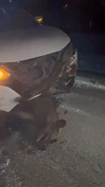 Elazığ&rsquo;da domuza &ccedil;arpan cip, hasar aldı
