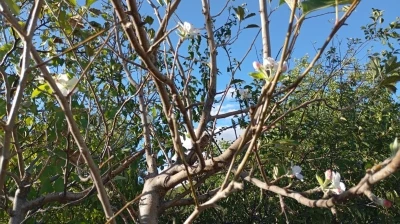 Elazığ’da elma ağacı çiçek açtı
