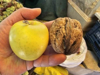 Elazığ&rsquo;da elma b&uuml;y&uuml;kl&uuml;ğ&uuml;nde cevizler ilgi &ccedil;ekiyor
