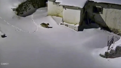 Elazığ&rsquo;da evin &ccedil;evresinde yiyecek arayan kurt kamerada
