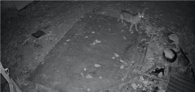 Elazığ’da evin etrafında yiyecek arayan çakal kamerada
