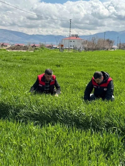 Elazığ&rsquo;da hububat &uuml;reticilerine k&ouml;k ve k&ouml;k boğazı hastalık uyarısı
