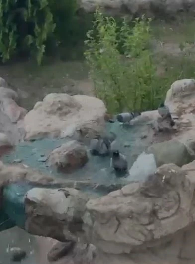 Elazığ&rsquo;da kavurucu sıcaktan bunalan g&uuml;vercinler suyla serinledi
